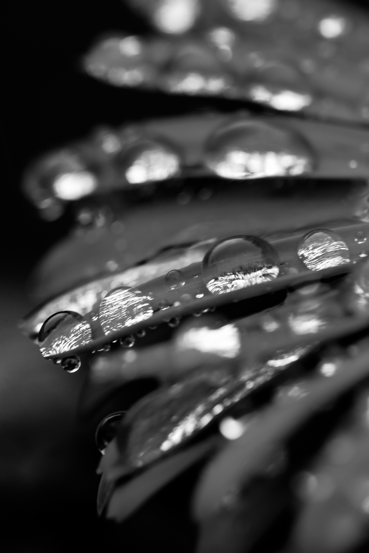 IMG_1792-Edit